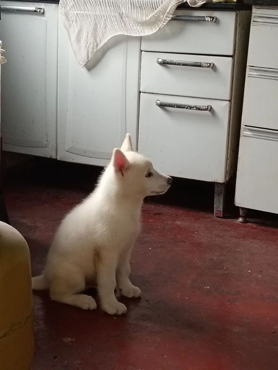 Husky Siberiano Branco