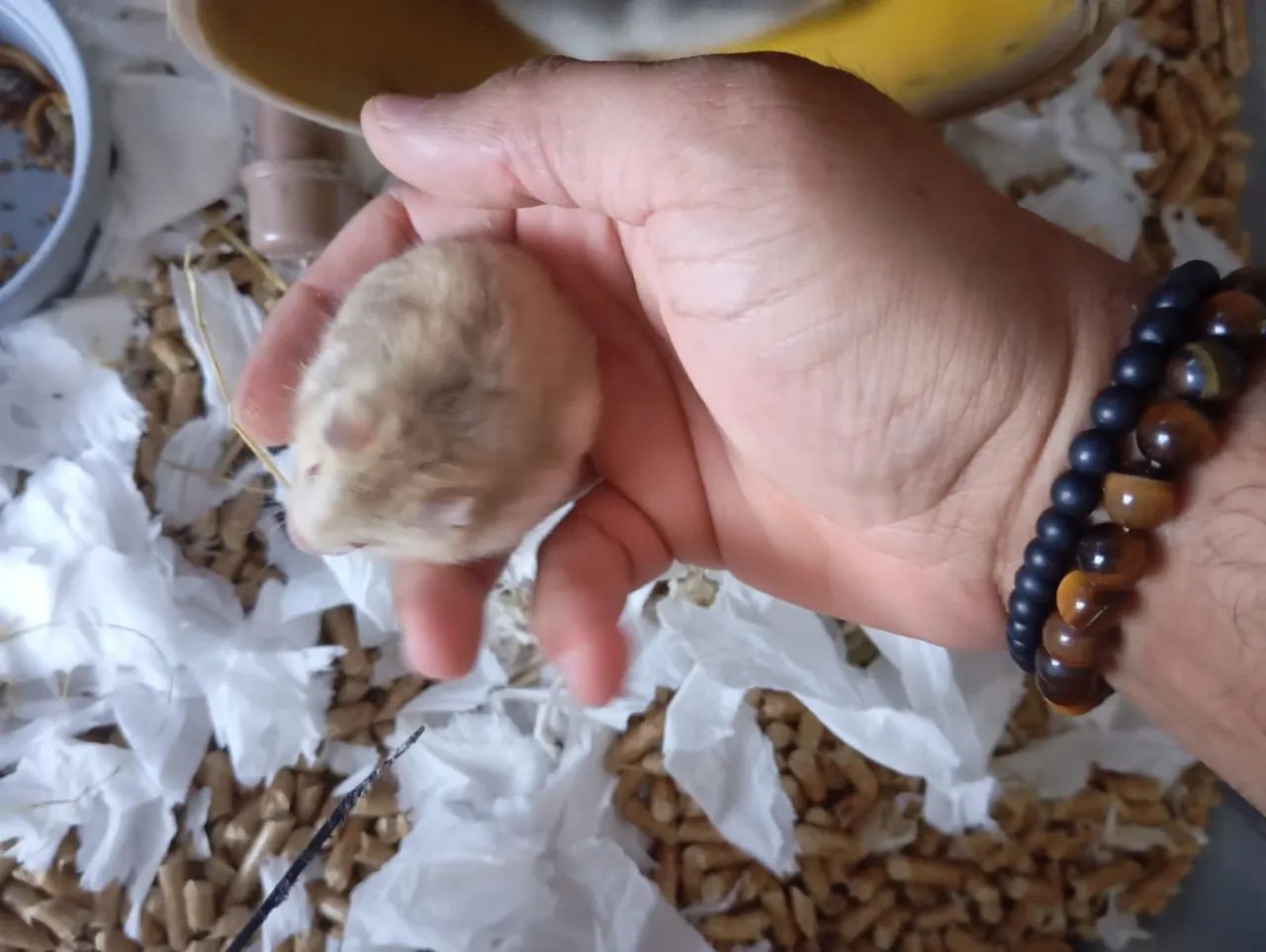 Hamster anã russo. - Foto 3
