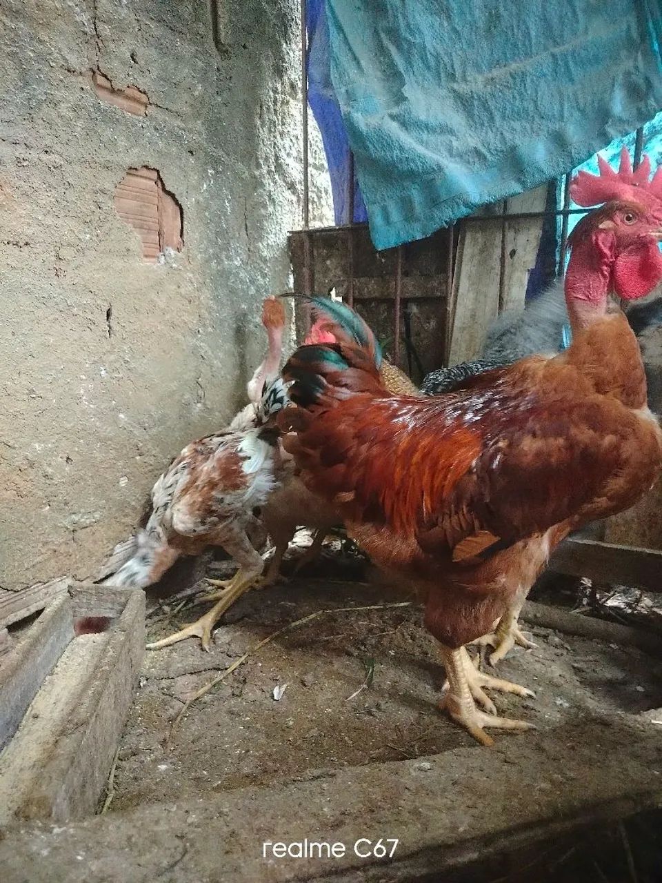Vendo frango  - Foto 2