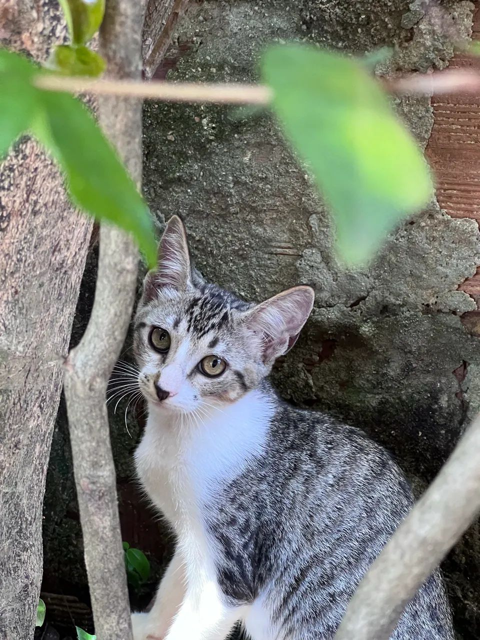 Gatos para adoção 