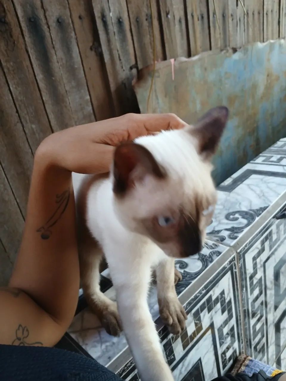 Macho bebê disponível para adoção 