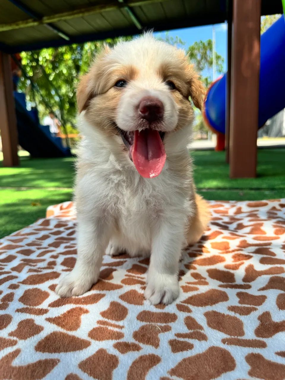 Border collie 