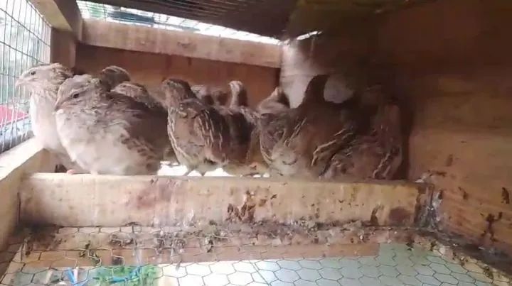 Codornas japonesas 