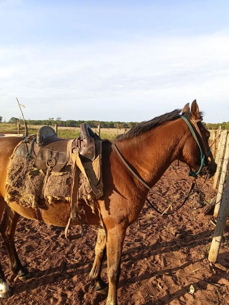 Cavalo