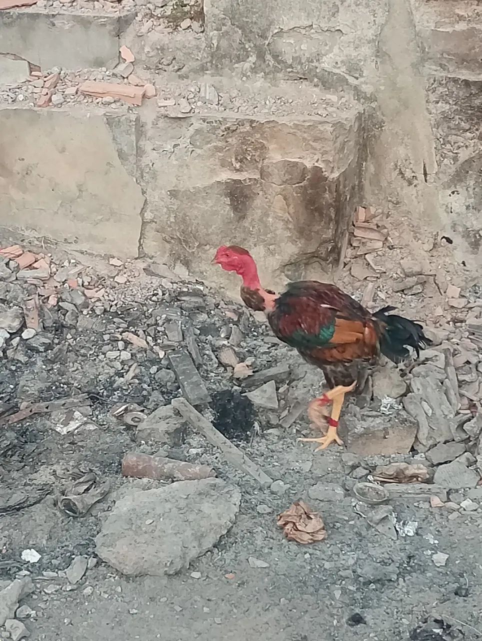 Galinhas e frangos  - Foto 2