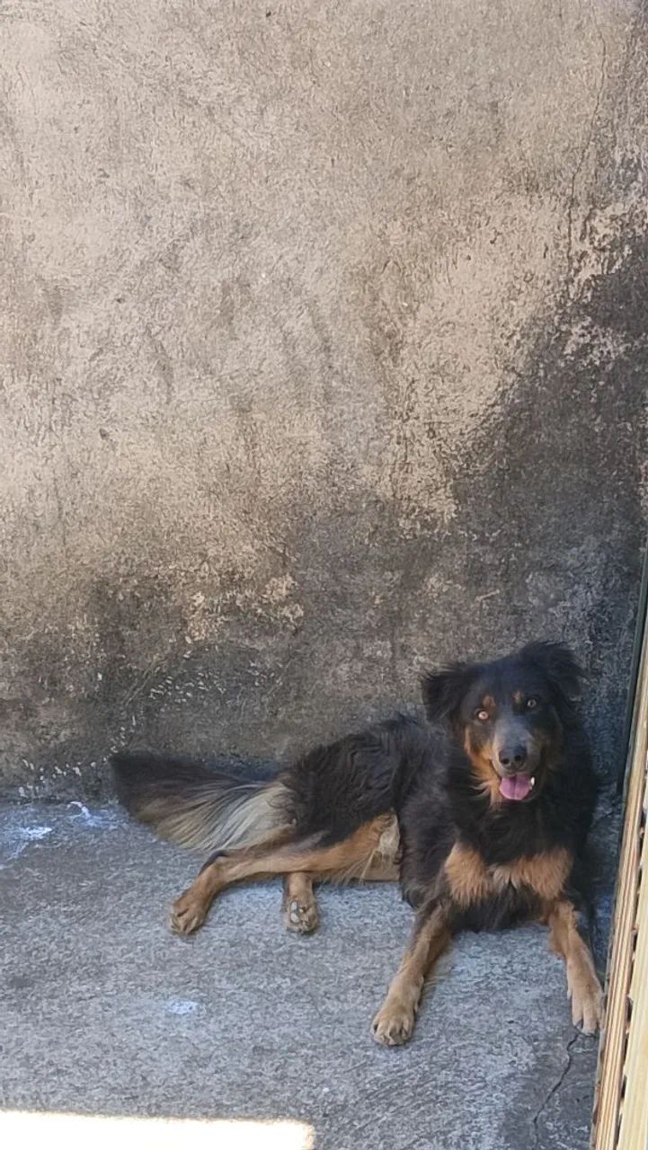 Cachorro 