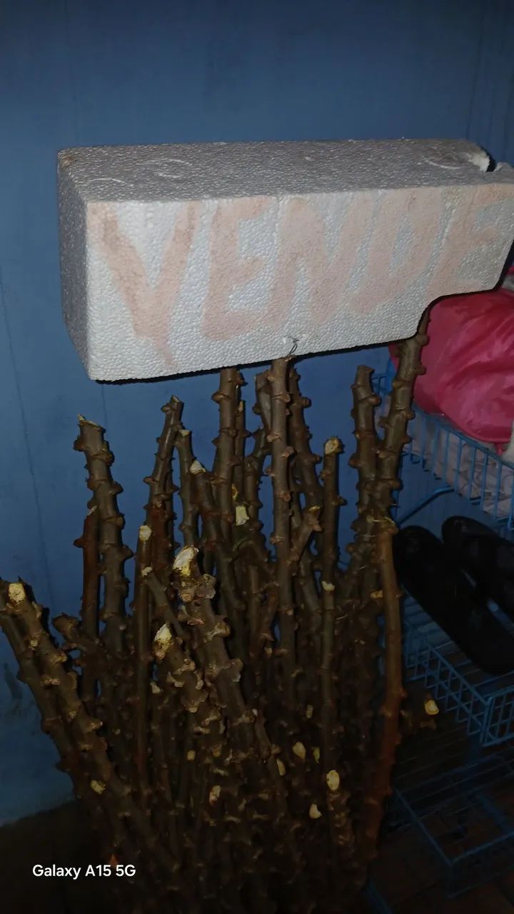 Vendo se semente de mandioca  - Foto 5