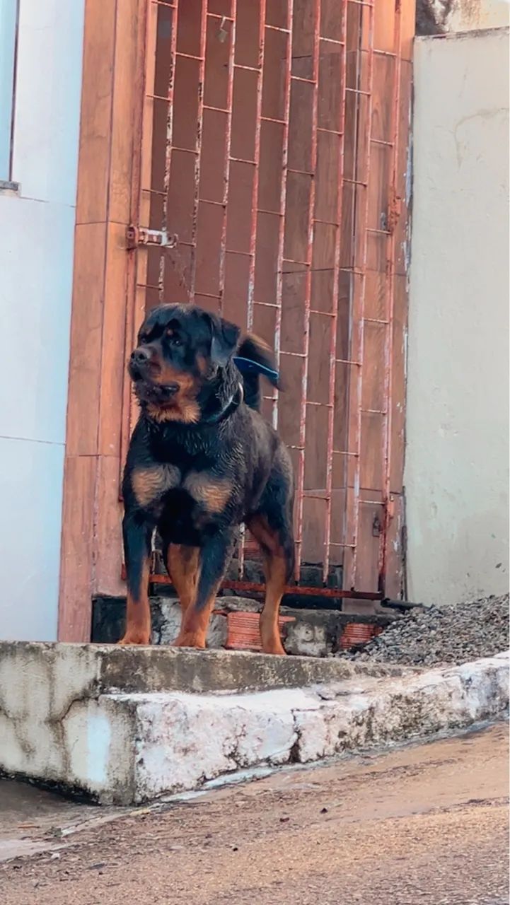 Rottweiler  - Foto 2