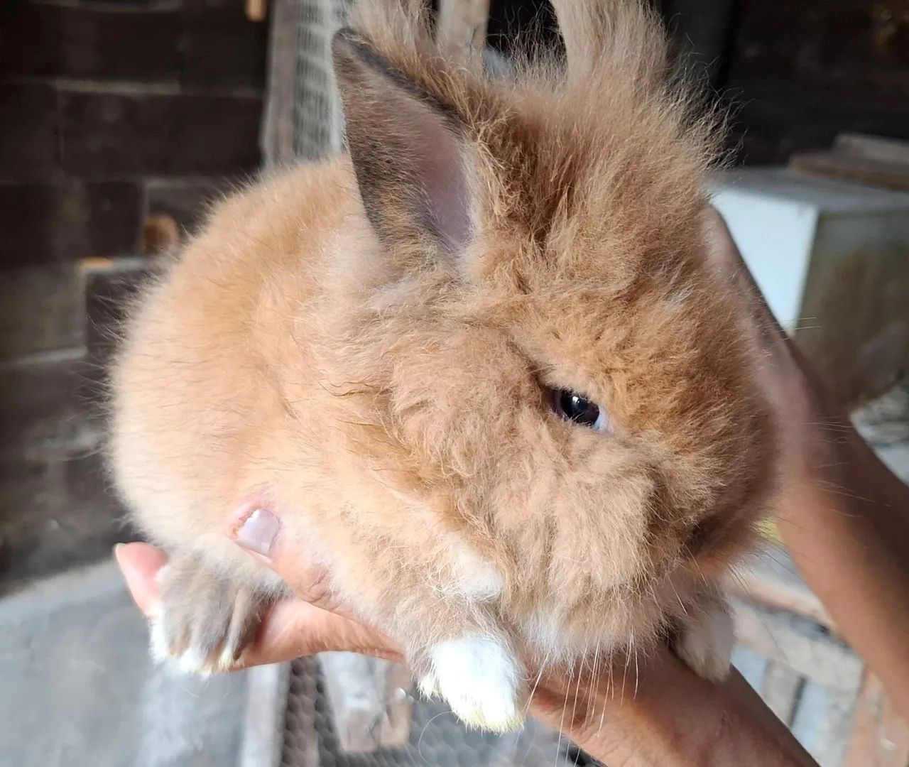 Coelhinhos Lindos (mini)