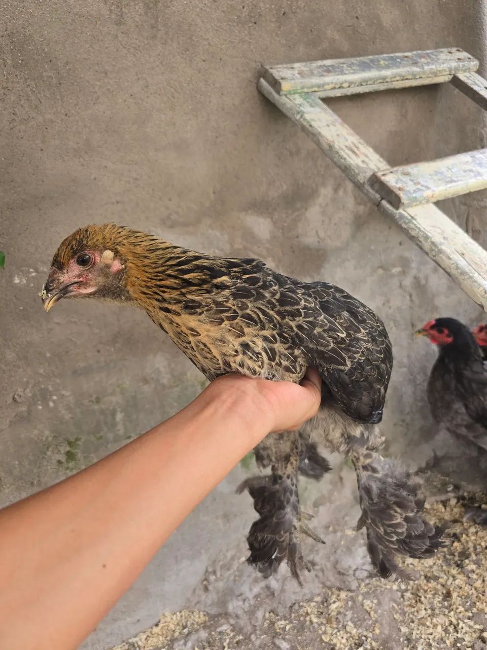 Galinha Brahma - Foto 2