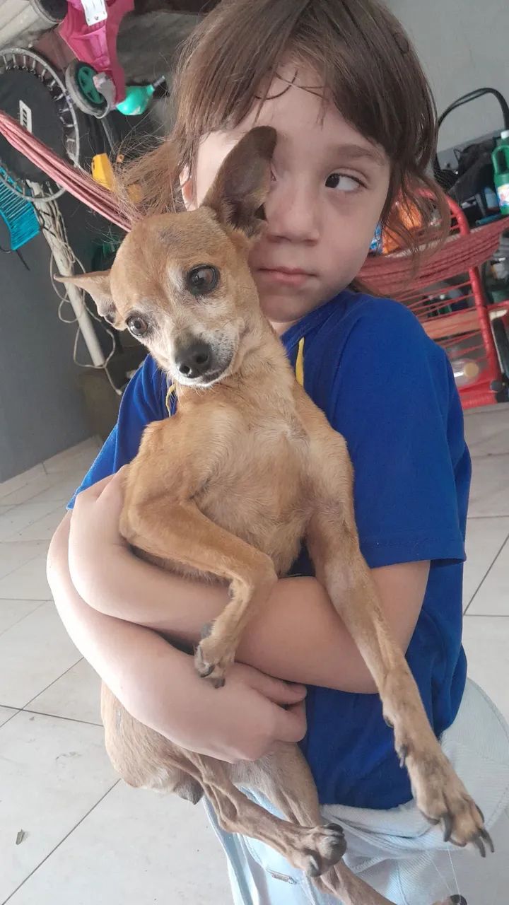 Cachorro perdido  - Foto 2
