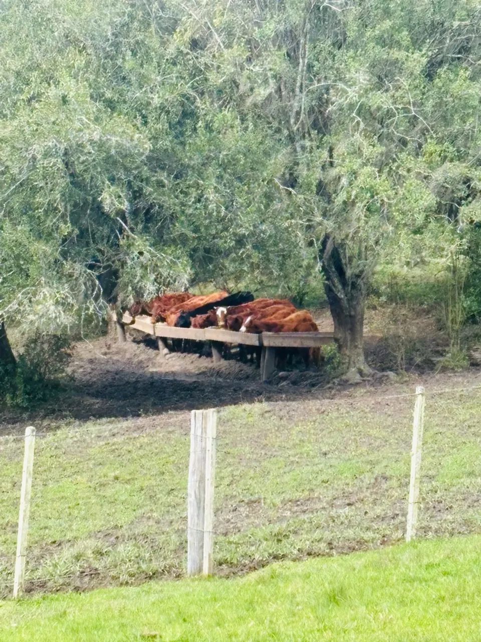 Terneiras 220kg - Foto 2