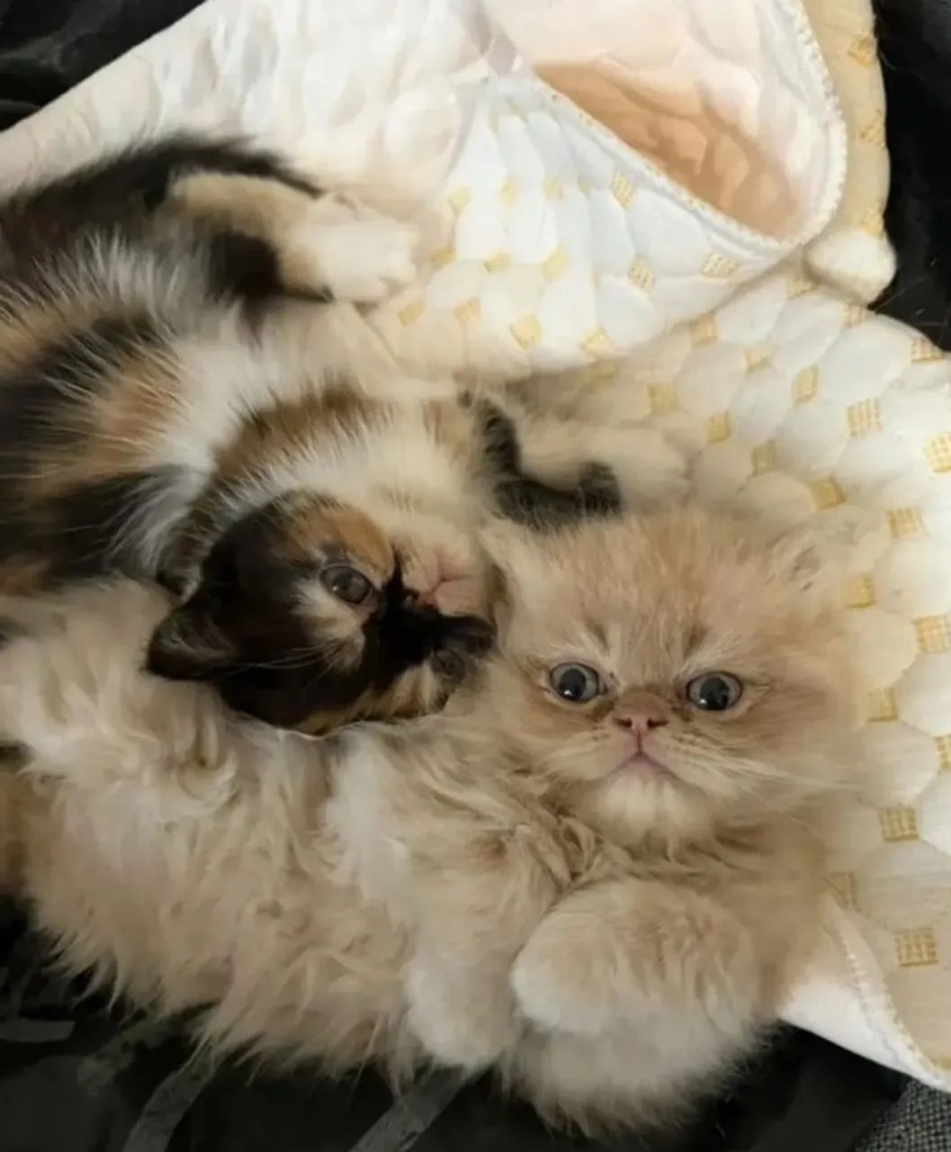 Persa lindos gatinhos persas