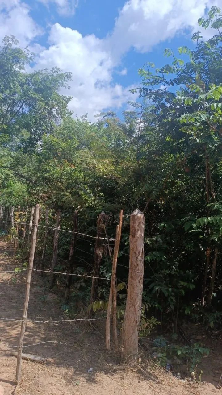 Terreno 50×100 zona rural timon - Foto 3
