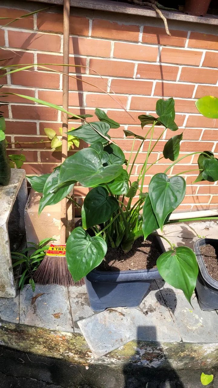 Plantas diversas  - Foto 4