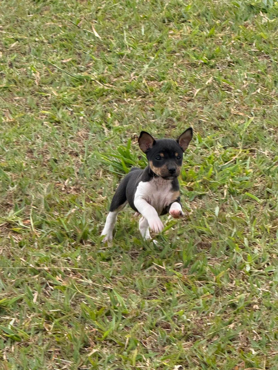 Fox paulistinha  - Foto 5