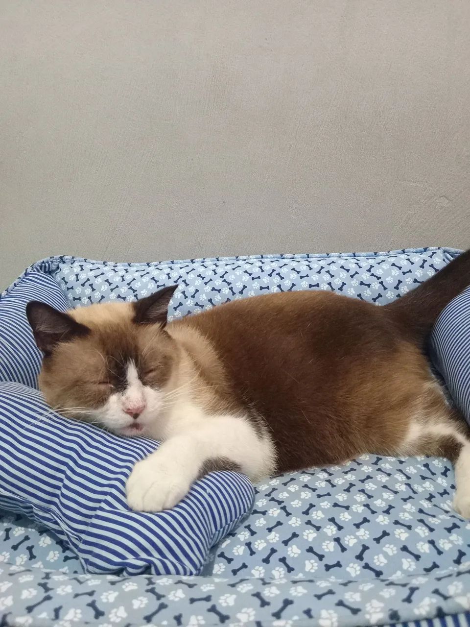 gatinho para adoção