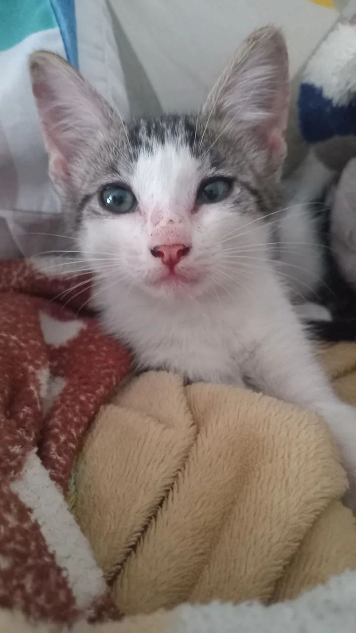 Doação de animais  - Foto 3