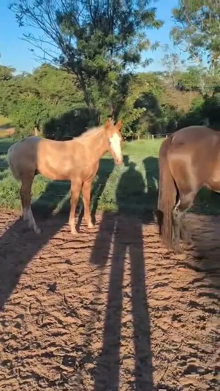 Potro - Foto 4