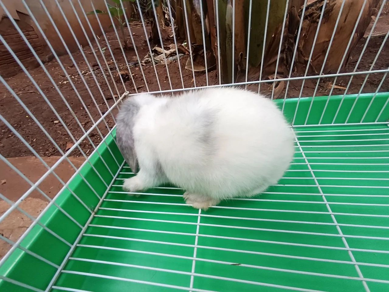 Coelha mini lop  - Foto 3