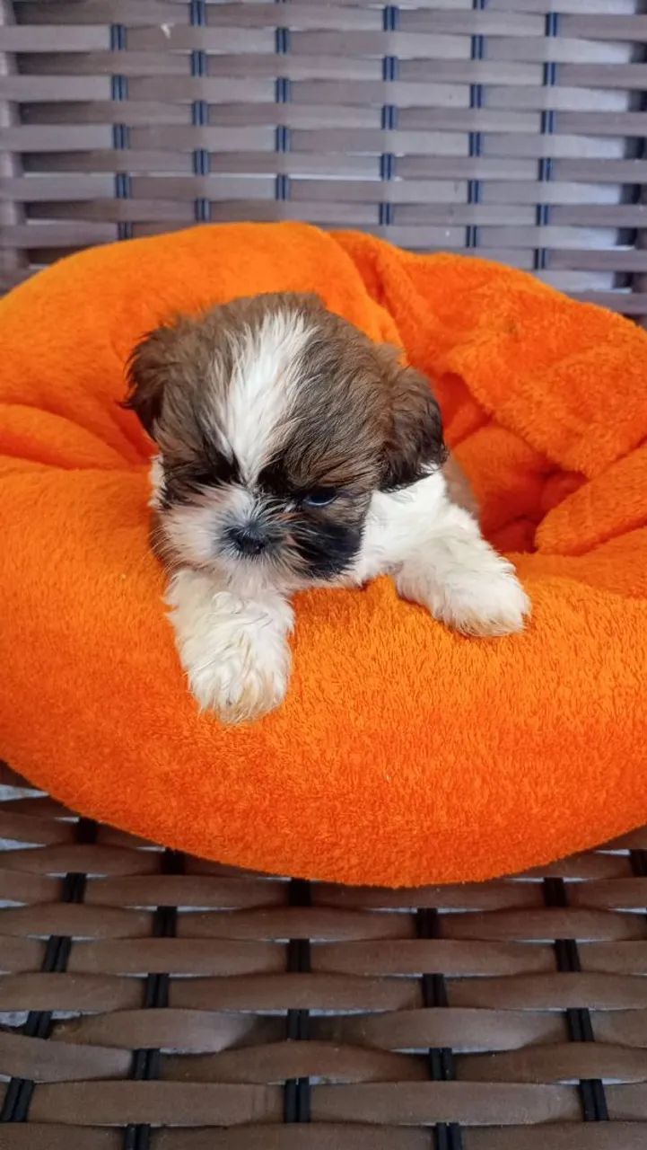 Shih Tzu - Foto 2