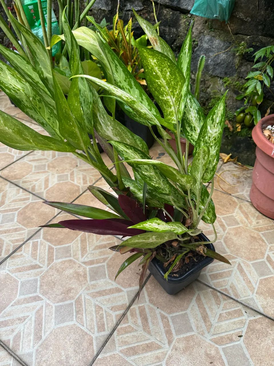 Planta comigo ninguém pode - Foto 2