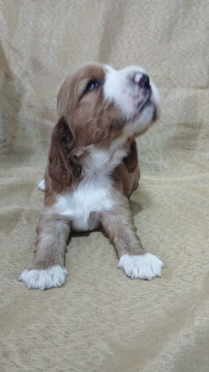 Cocker spaniel inglês  - Foto 2