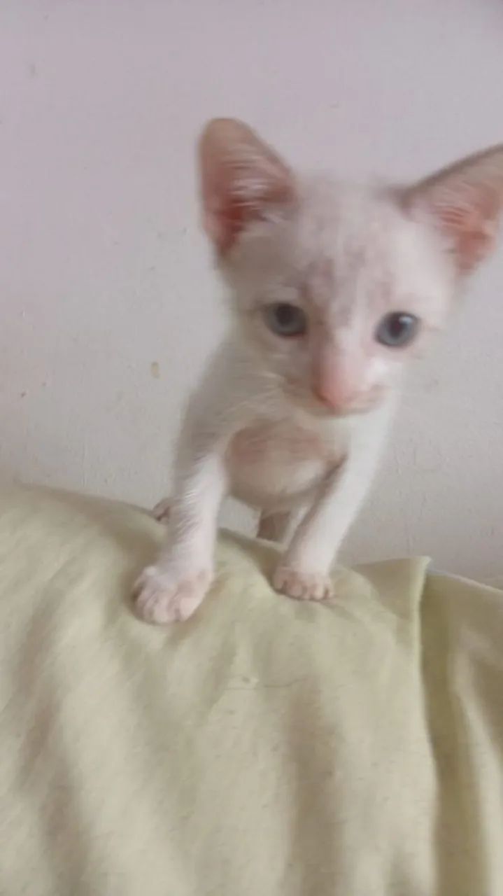 Gatos Adoção.
