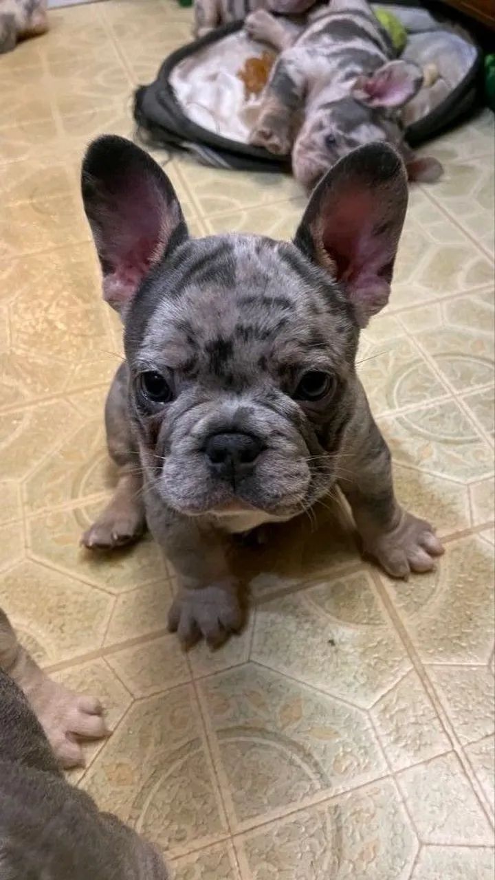 Bulldog Francês Filhote Lindo  e  Saudável