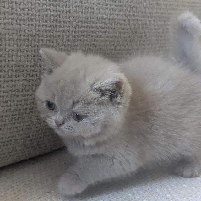 British Shorthar  - Foto 2