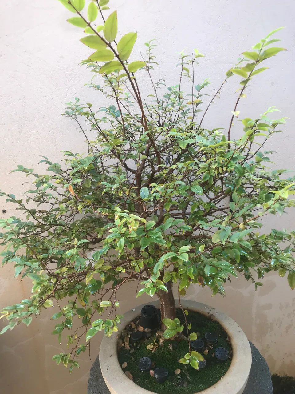 Bonsai Jabu - Foto 2