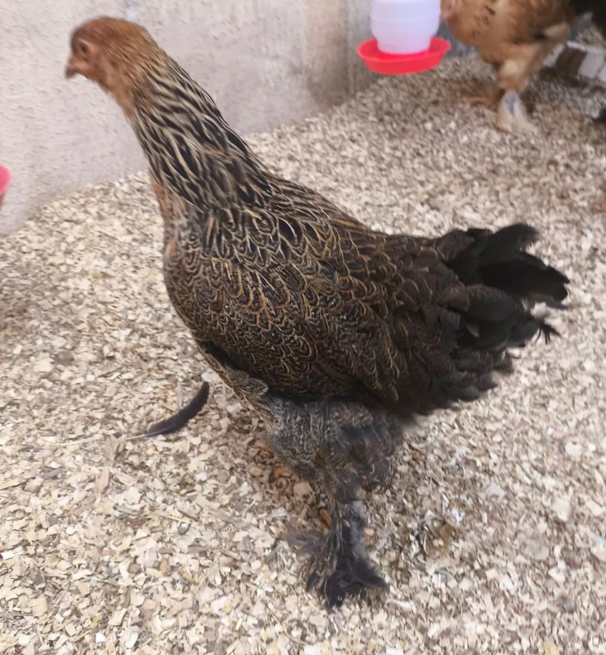 Lote de galinhas Brahmas  - Foto 2