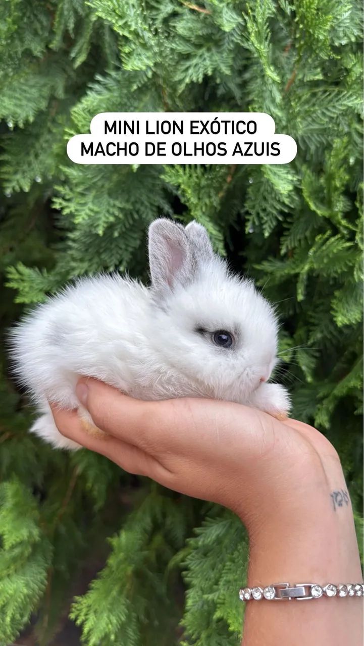 Coelhos anões 