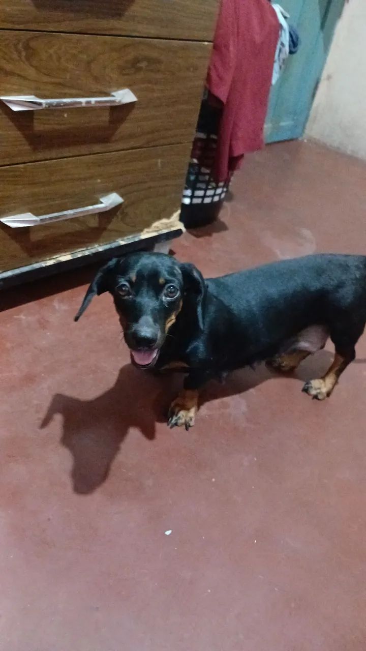 Cachorro Salsichas  - Foto 2