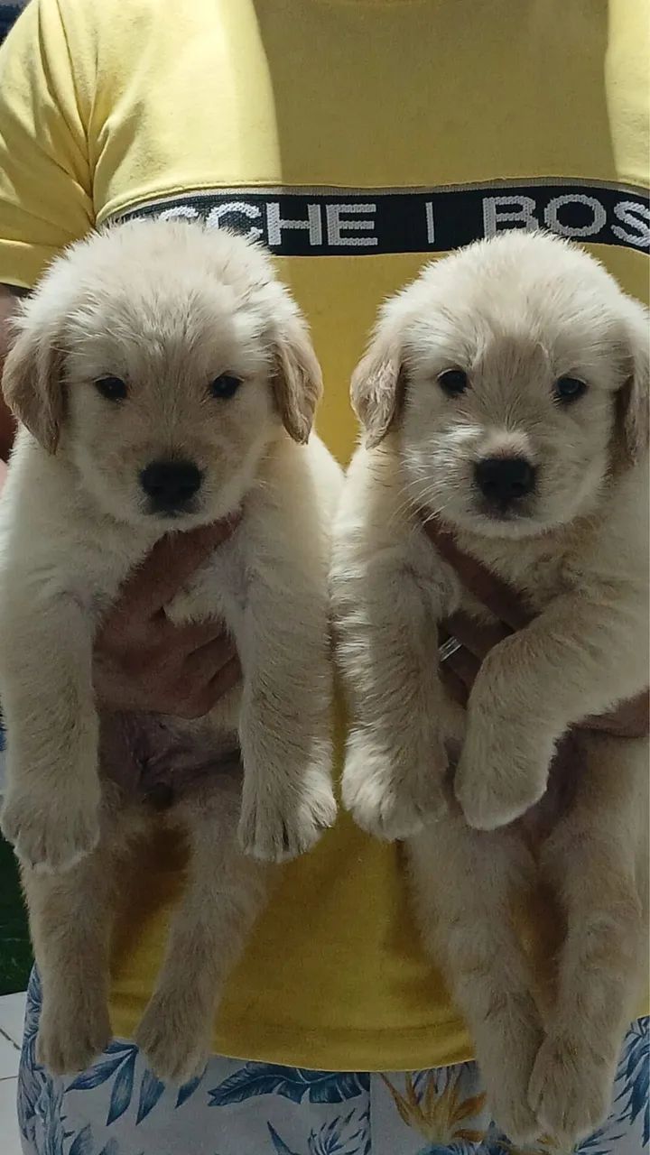 Cachorro  - Foto 2