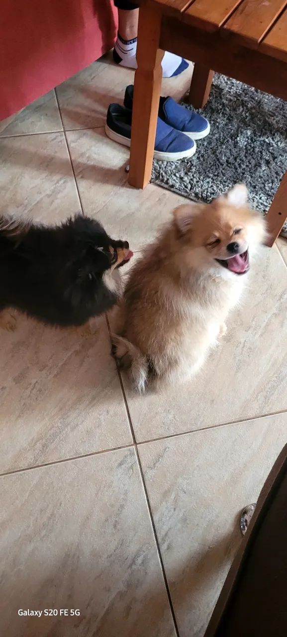 Cachorro  lulu da pomerania 