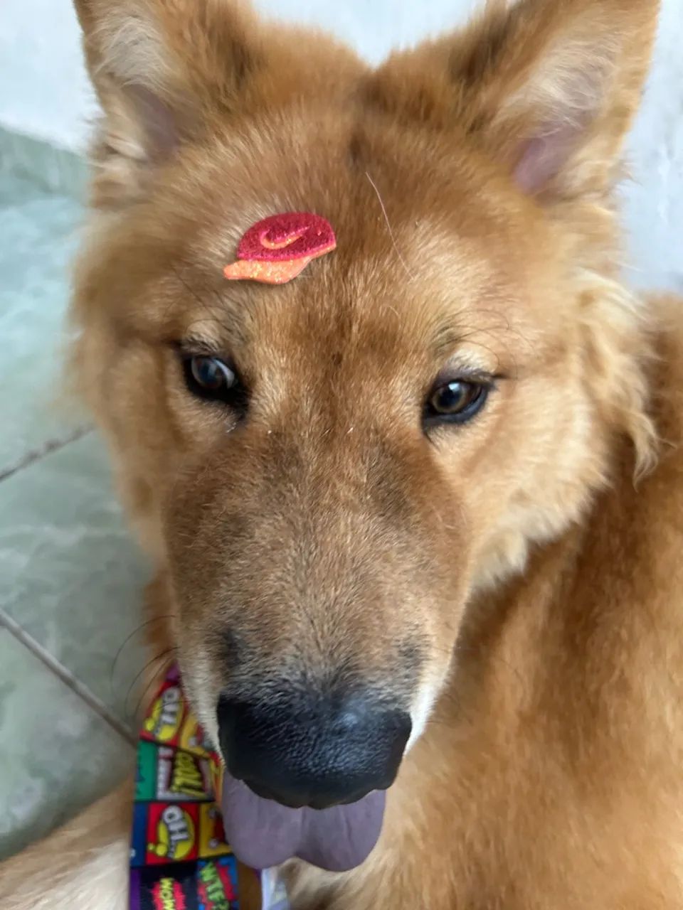 Cachorro Husky com Chow-Chow - Foto 2