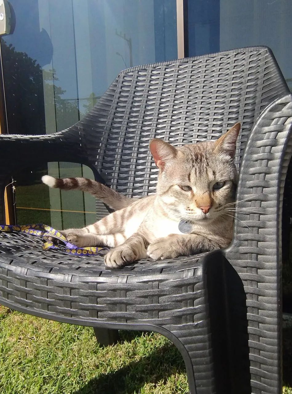 Doação de gato - macho - Foto 2