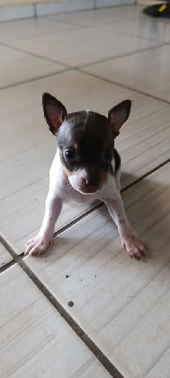 Pinscher  - Foto 5
