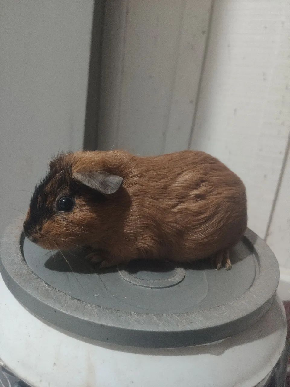 Porquinhos da índia  - Foto 5