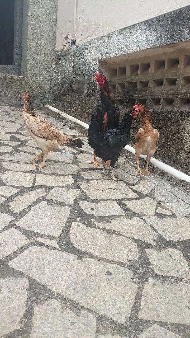 Galinhas para vender - Foto 4