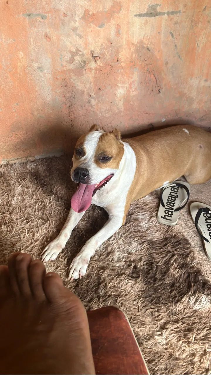 Pit bull - Foto 2