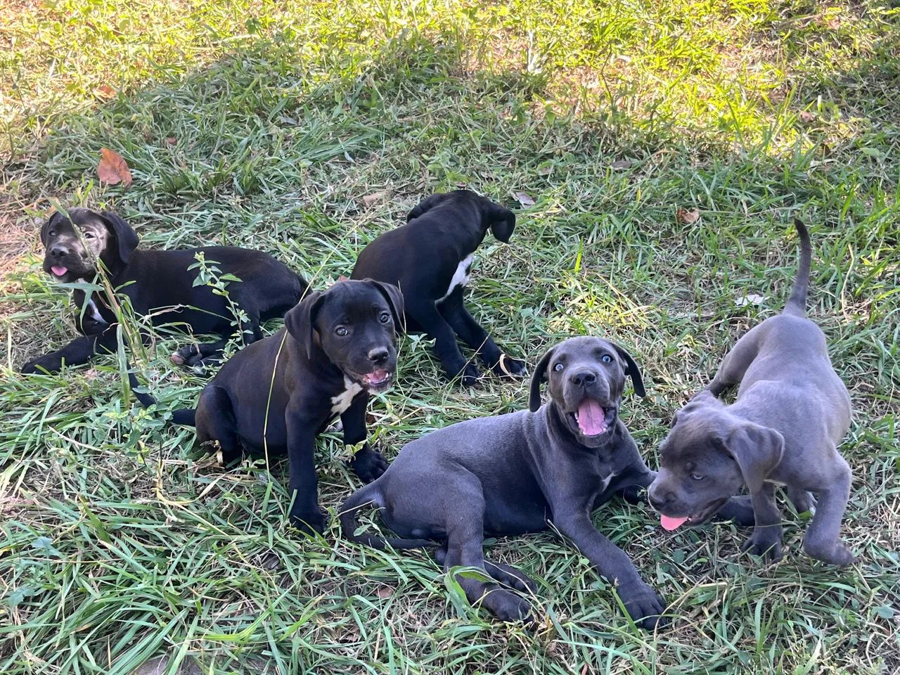 Filhote Cane Corso - Foto 4
