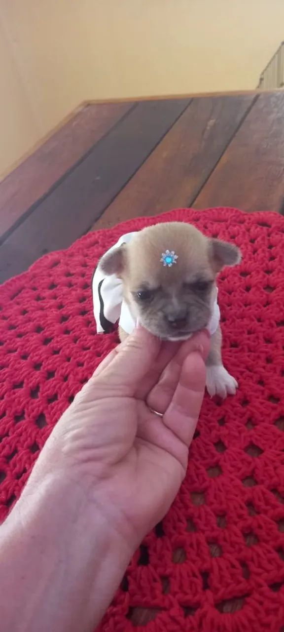 Chihuahuas 