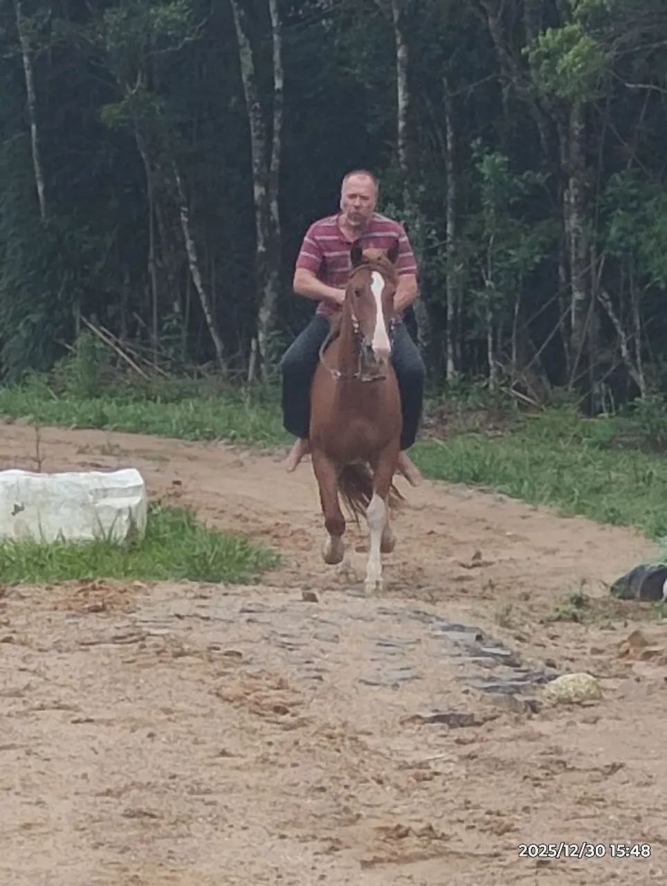 Vendo cavalo - Foto 5