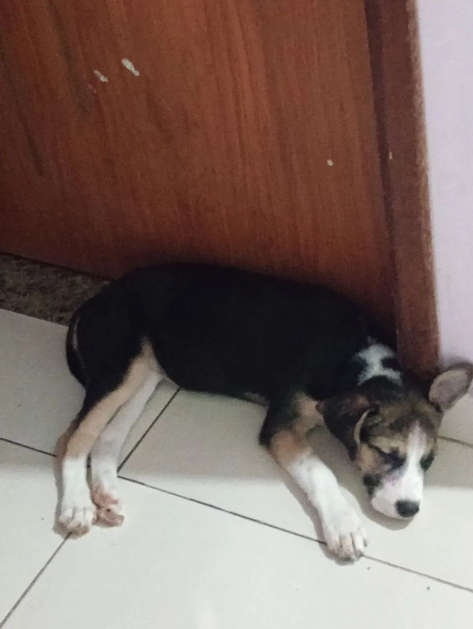 Cadelinha 