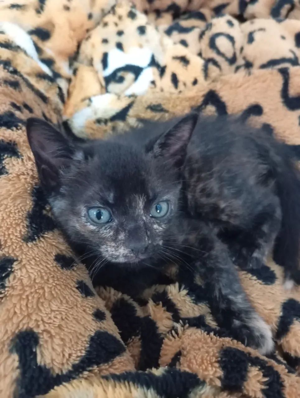 Gatinhas vermifugadas 2 meses - Foto 5