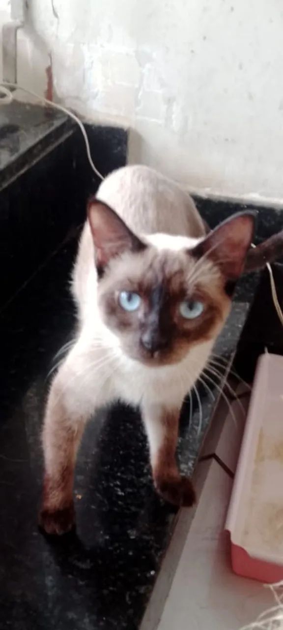Doando vários gatinhos  - Foto 2
