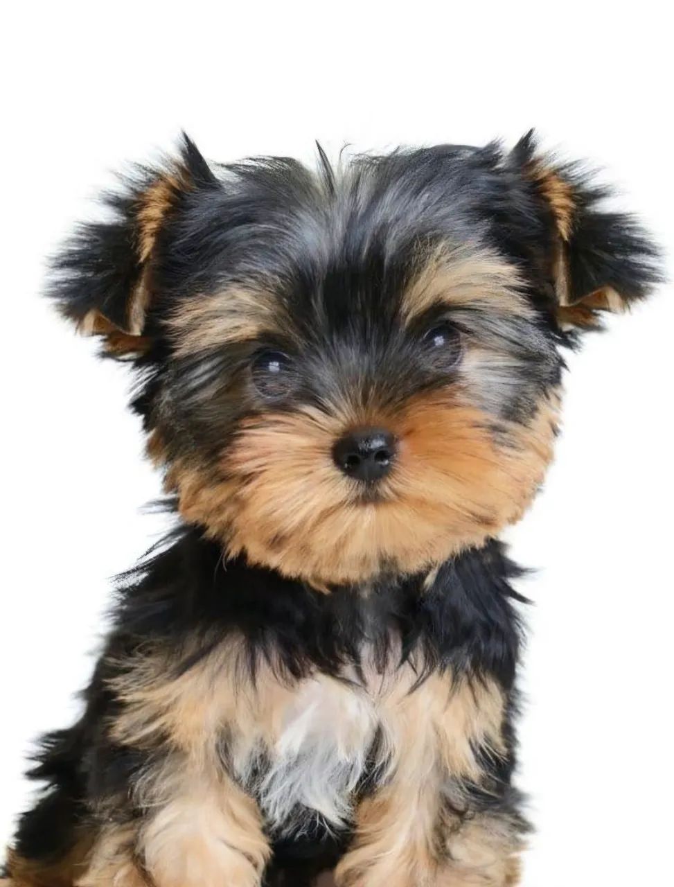 Yorkshire terrier mini - Foto 3