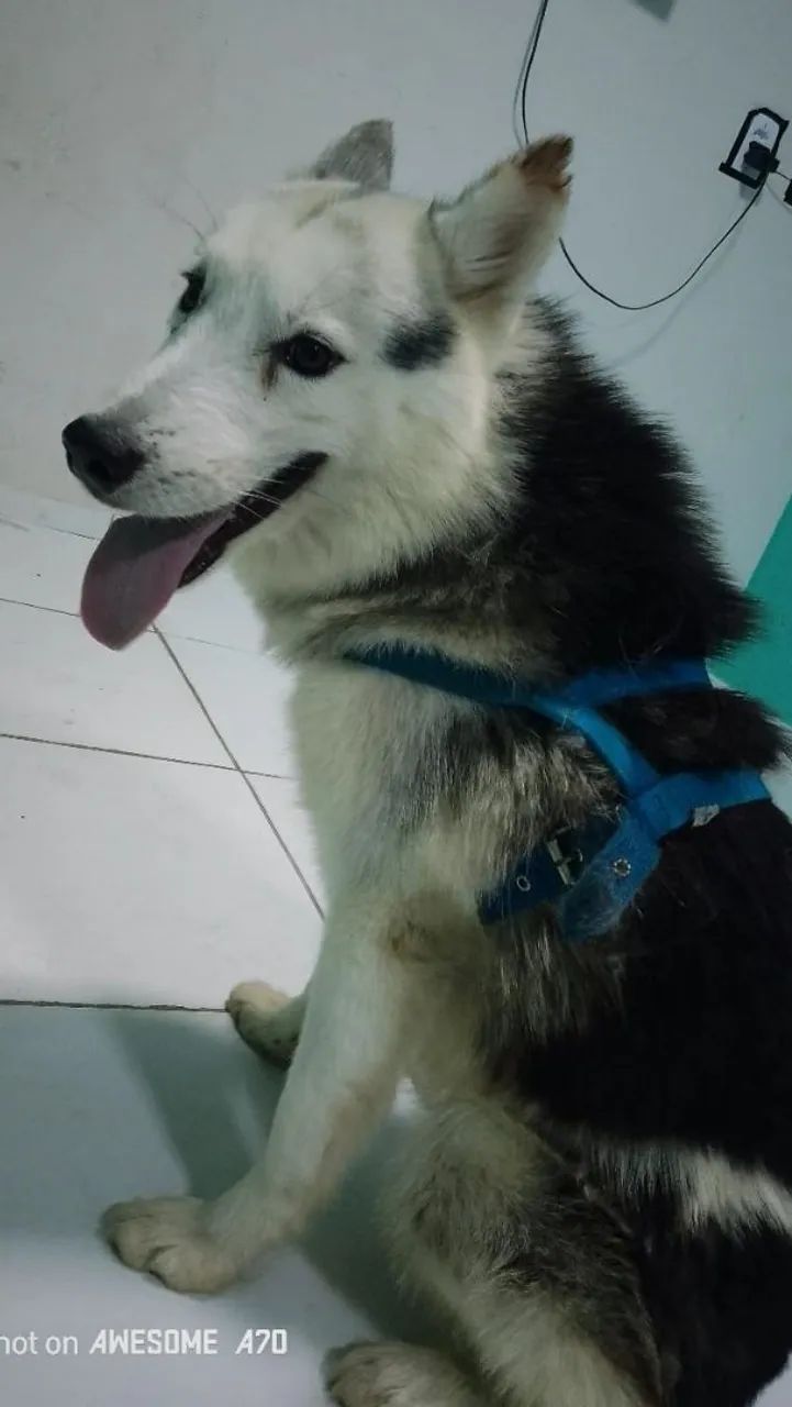 Vende se husky siberiano  - Foto 2